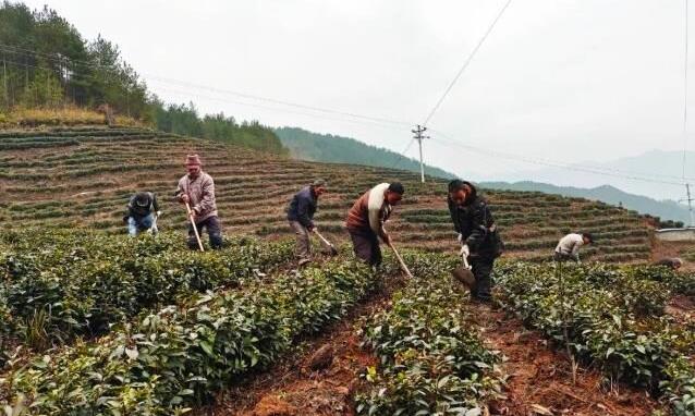 巫山骡坪镇抢抓农时 茶园春管不停歇