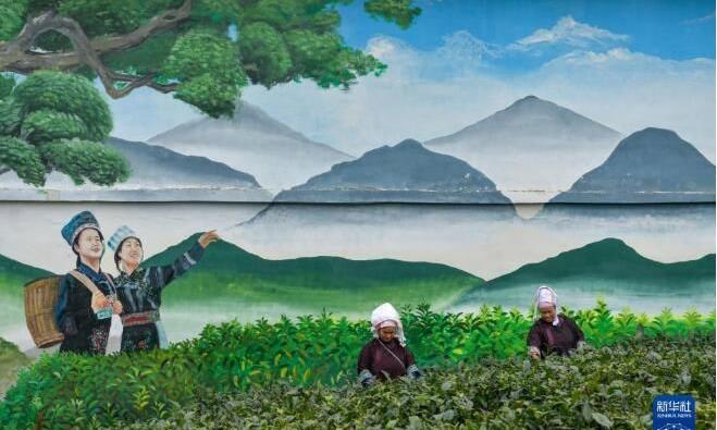 一片茶叶背后的乡村振兴之路