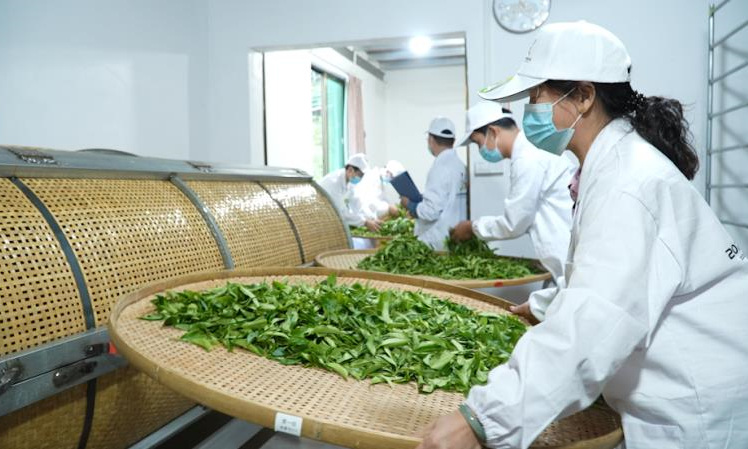 保春茶电力供应 助乡村产业振兴