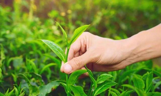 春茶季即将开启，三大硬知识需了解！