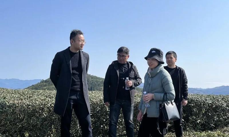 管前镇主要领导开展茶产业调研