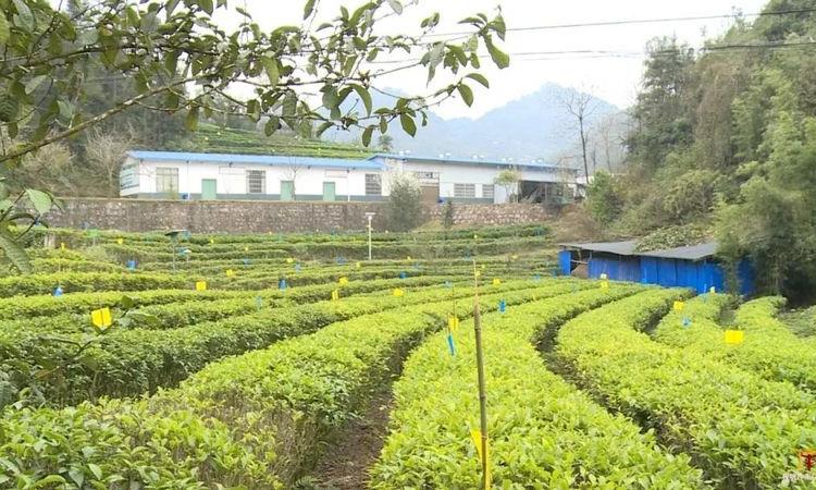 广南:专家茶商茶人齐聚一堂 共话底圩茶产业发展
