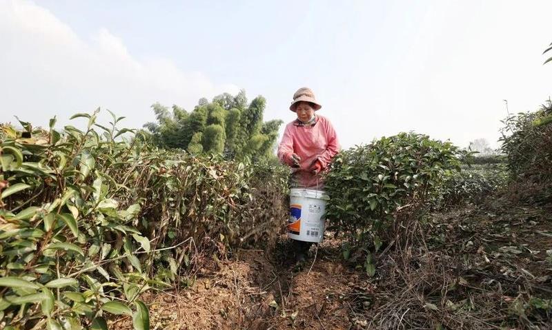 建宁:林深水美育好茶 生态茶园管护忙