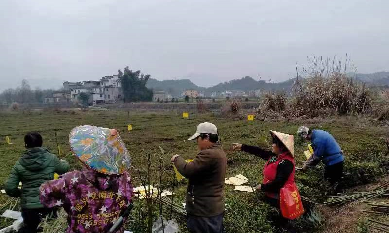五城镇:为茶园插上金名片