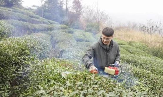 “把脉”春耕备耕 宜昌农技专家到茶园开“良方”