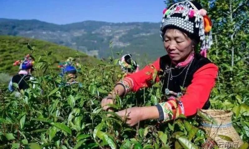 一周茶播报丨首批岳阳黄茶形象大使公布,持续展现“中国黄茶之乡”品牌魅力