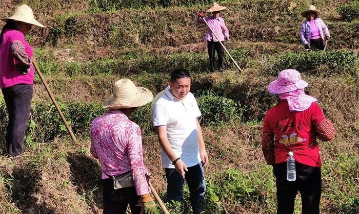 安溪茶人运用“自然农法”培育“生态好茶”