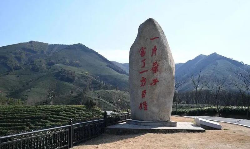 在《新华每日电讯》,闻见“共富茶”香