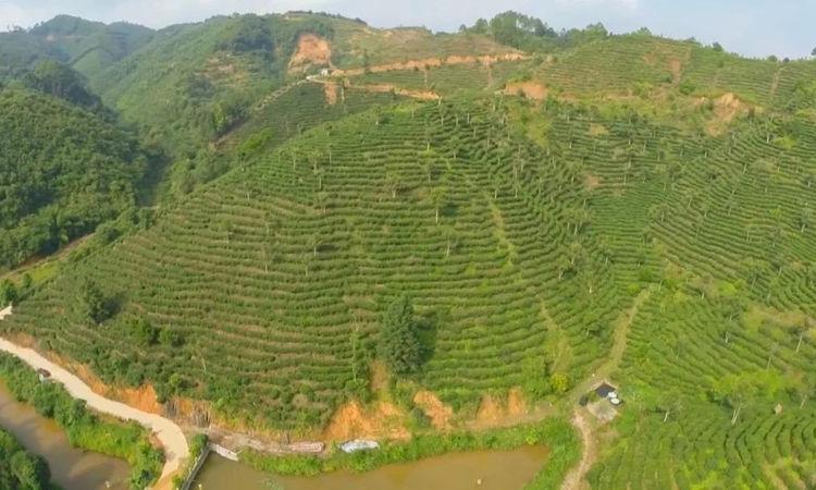 加快做大做强六堡茶产业 掀起茶园建设新高潮