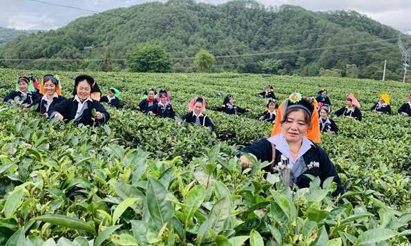 云南红河县:茶叶里的幸福味道
