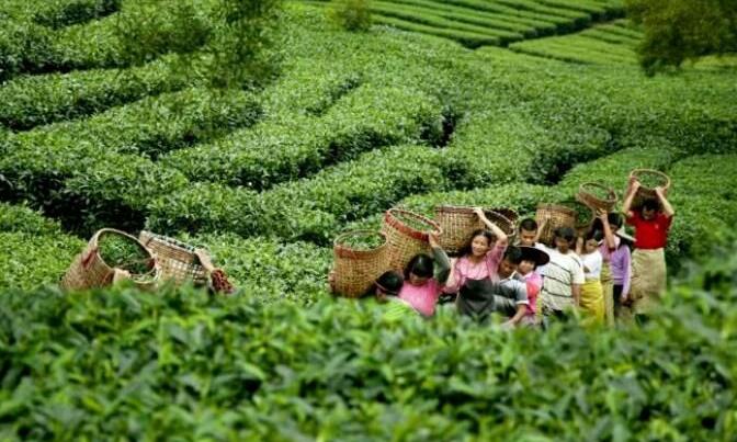 清远:将英德红茶努力打造成“中国红茶第一品牌”