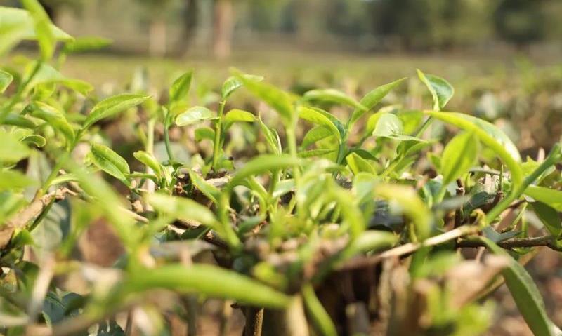 景谷:科技精准帮扶,助力茶业振兴