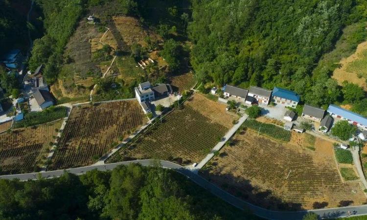 武关镇梅庄村 新建千亩茶园 助推乡村振兴