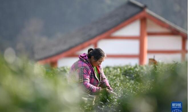 四川雅安:蒙顶山上采春茶