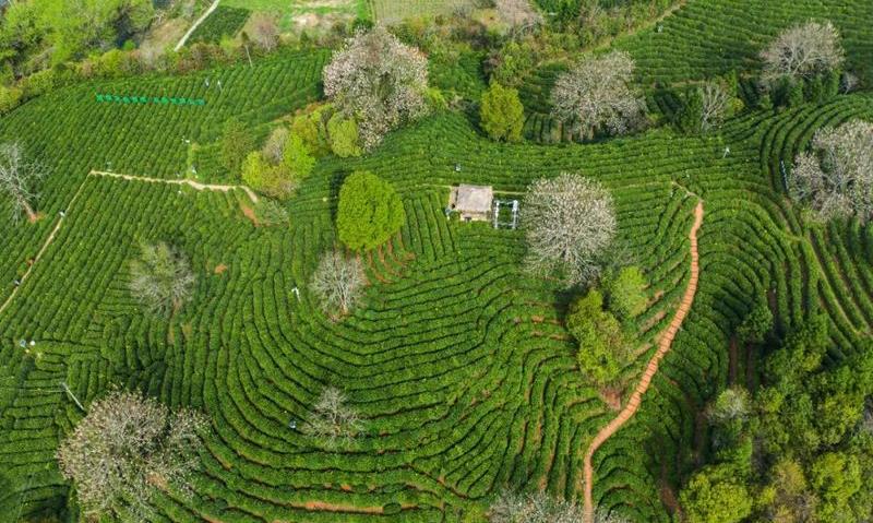 祁门入选2022年度茶业百强县域名单