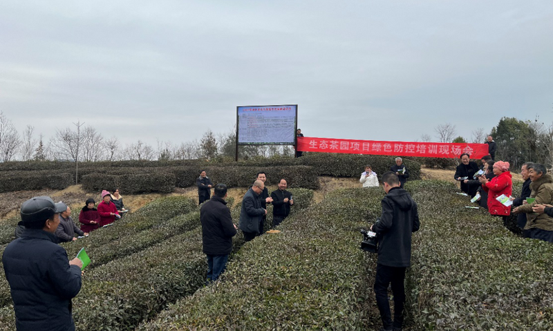 襄阳市茶产业链专家团队赴保康组织开展茶农技术培训