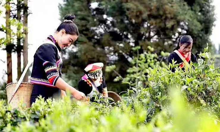 临沧:构建现代茶业新型产业体系 打造世界一流茶产业