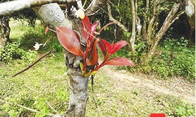 守护古山茶树的新农人
