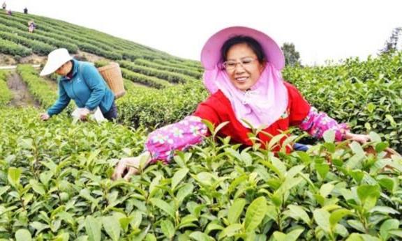 荣昌春茶抢“鲜”开采