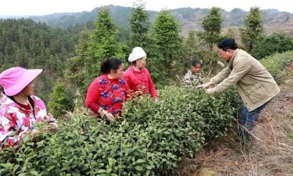 黎平:23.36万亩茶园陆续进入开采期
