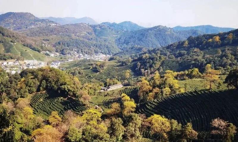2023西湖龙井之声① 檫树花开,叫醒茶山春色