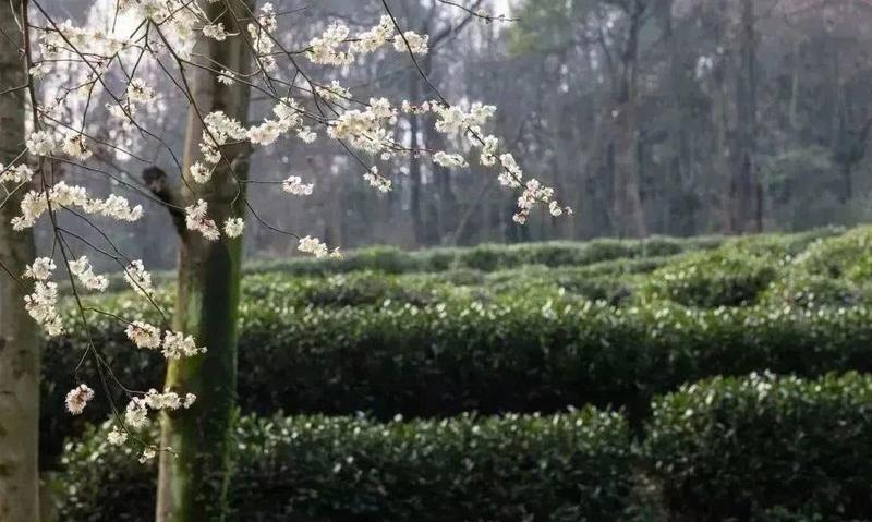 2023西湖龙井之声③茶芽监测 茶芽宝宝成长数据速递