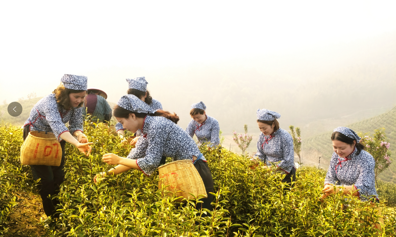 茶香伴人生 匠心传佳话——访广德市茶叶协会会长戈照平
