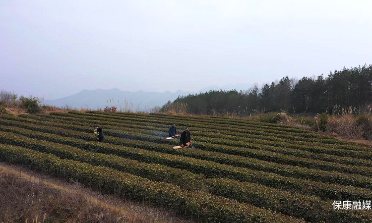 保康18.65万亩茶园绽放新绿