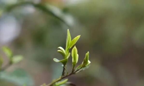 回龙山瑶族乡:瑶乡春茶抢“鲜”开采