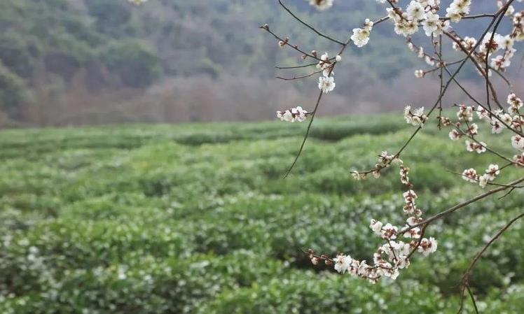 2023西湖龙井之声④茶芽监测 茶芽宝宝成长数据速递