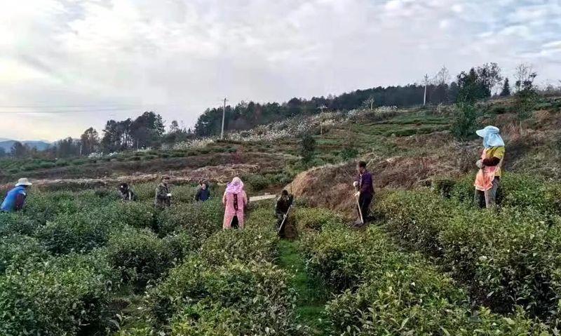 沿河黄土镇:茶园入春管护忙 朝耕暮耘增实效