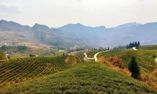 沿河:首个“智慧茶园”落户“白叶一号”基地