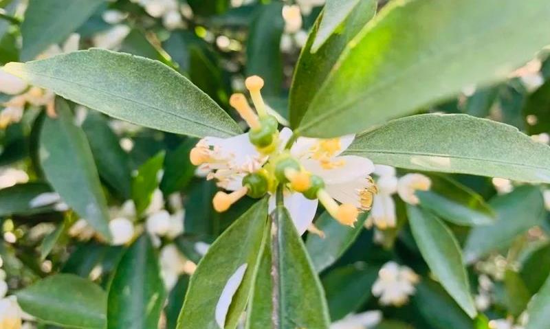 侨乡春色:人间春归柑花盛,有机种植增活力