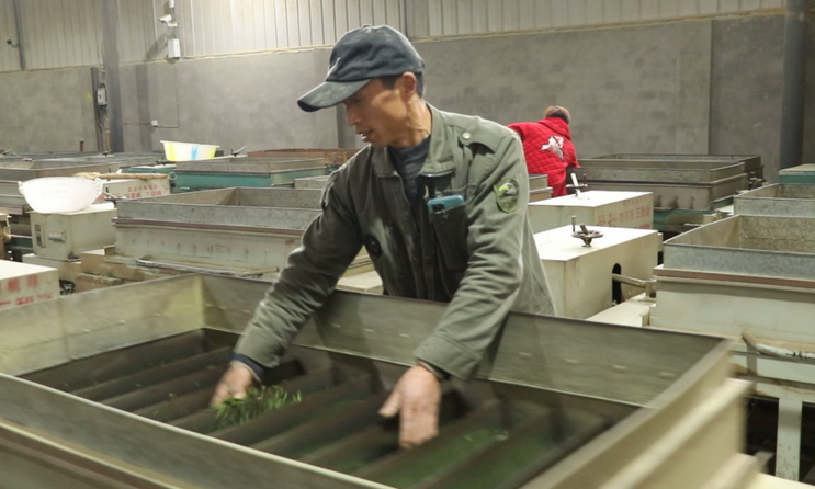 沐川大楠镇:茶农忙采茶 茶企忙生产