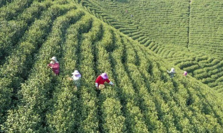 太和镇:春风度茶山 茶农采茶忙