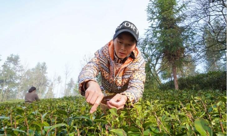贵州福泉:雨润春茶香 采茶好时光