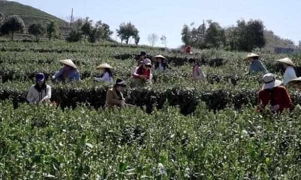 双牌云台山:春茶吐新芽 茶农采茶忙