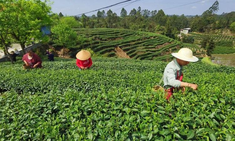 乐山定文镇春暖茶飘香,茶农采摘忙!