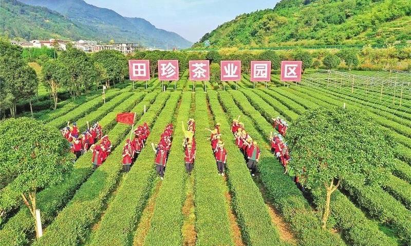田珍:深耕乡土 筑梦茶缘