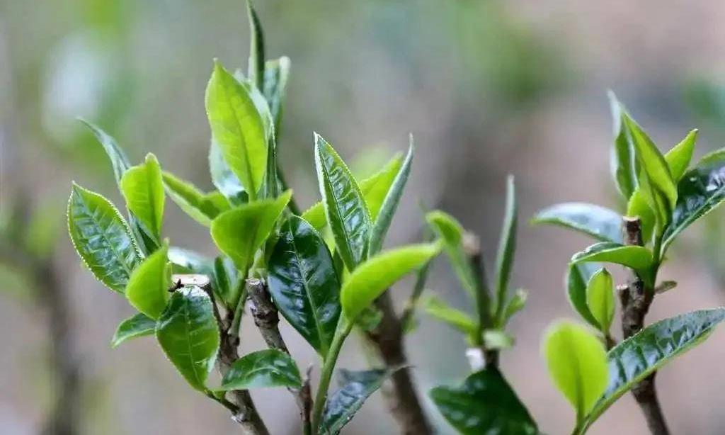 关于春茶的这些误区，你了解多少？