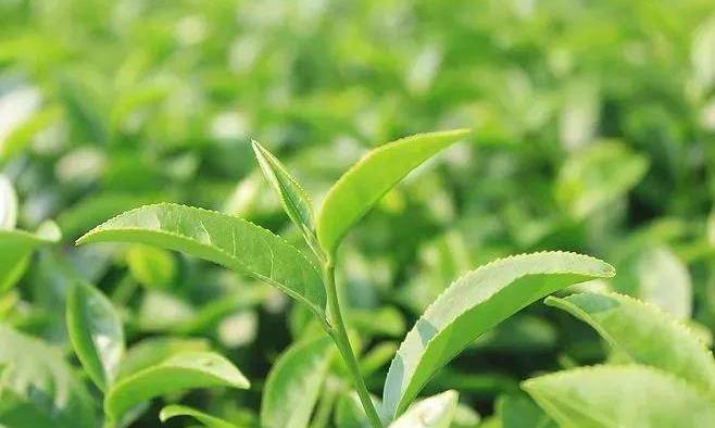春茶是宝，秋茶尚好，冬茶是草