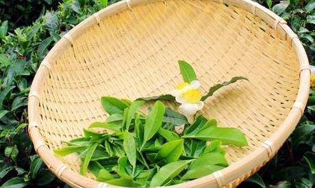 日饮春茶两三杯，排毒养生正当时