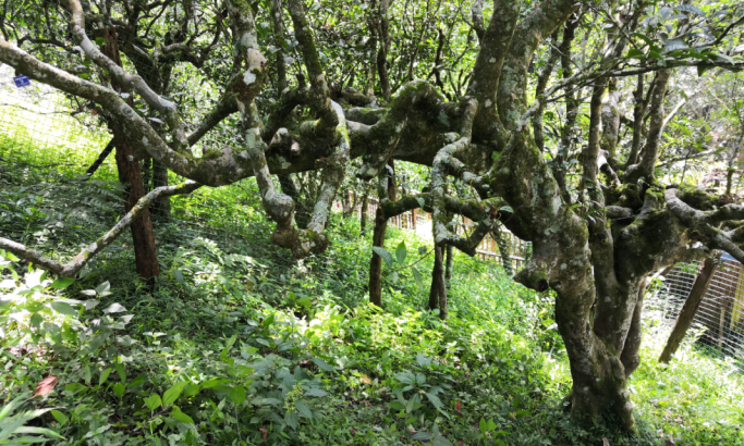 “中国是茶的故乡”有几层意思，您知道吗？