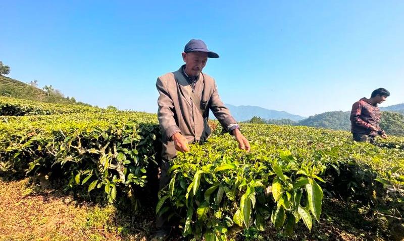 我们是“茶二代” 戴鑫:解锁更多弘扬普洱茶文化的新方式