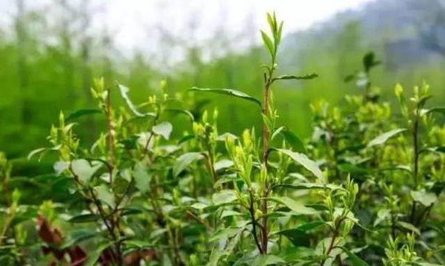 “雀舌”是什么茶？很多人都误解了！