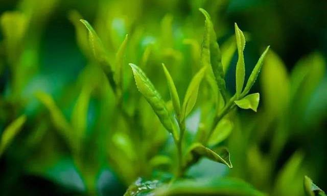 怎样界定普洱茶春茶、谷花茶、雨前茶、雨水茶