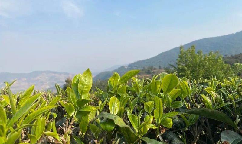 一起来佤山感受春天的味道