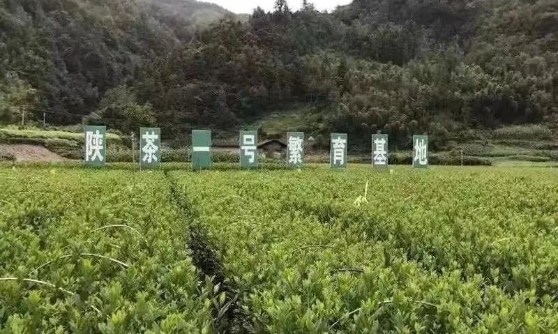 程良斌:自信自强 振兴安康茶产业