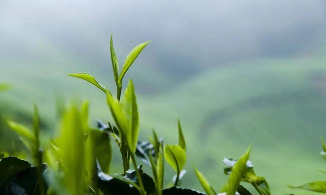 明前茶，贵如金