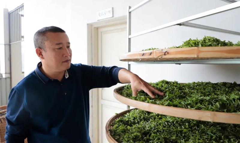 张氏茶庄:依托“千年茶乡”品牌做大做强“茶文章”